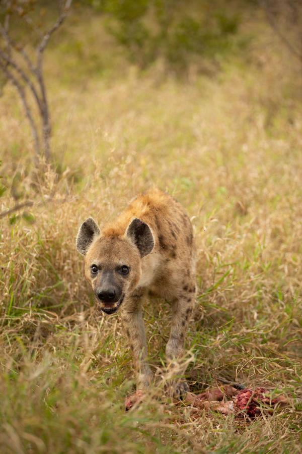 Hoyo Hoyo Safari Lodge Mluwati Concession Экстерьер фото